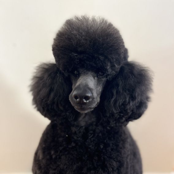 Pudelklippning med mössa