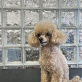 Nyklippt äldre pudel